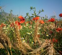 verde rosso bianco... e tante spighe di grano